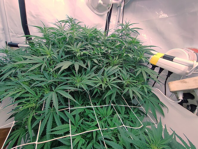 Growreport Bild 7
