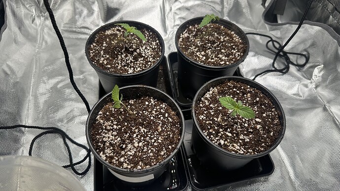 Growreport Bild 4