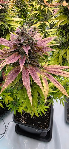 Growreport Bild 18