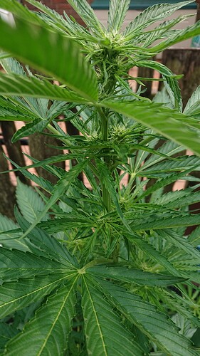 Growreport Bild 6
