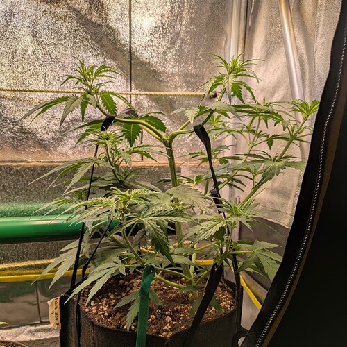 Growreport Bild 28