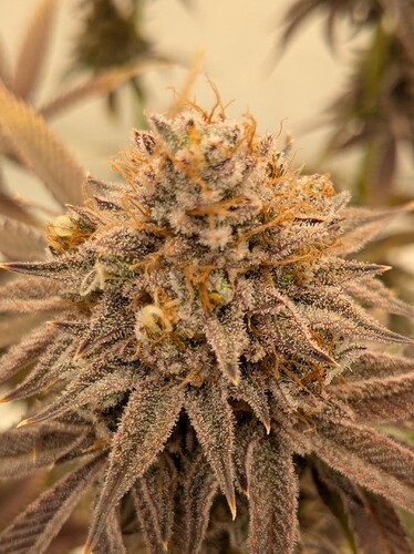 PXL_20240729_140129737