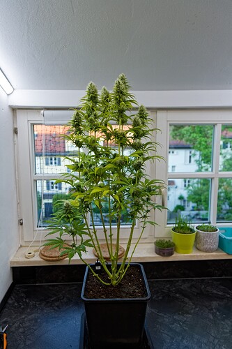 Growreport Bild 13