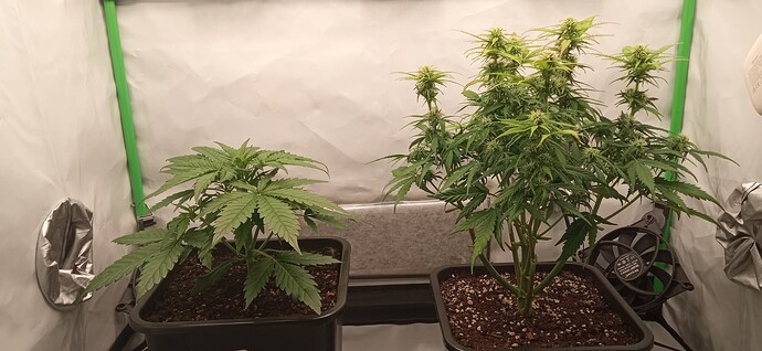 Growreport Bild 4