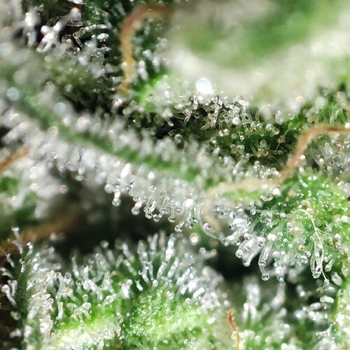Growreport Bild 21