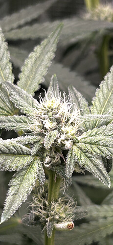 Growreport Bild 80