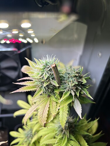 Growreport Bild 6