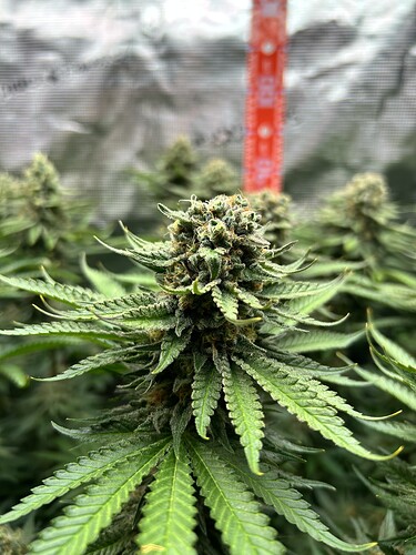 Nahaufnahme eines blühenden Cannabis-Buds in einer Growbox mit einem orangefarbenen Messstab im Hintergrund.