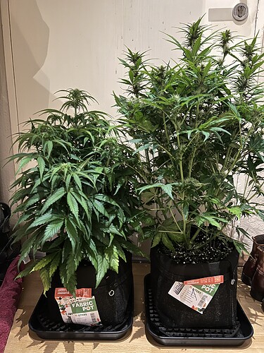 Growreport Bild 16