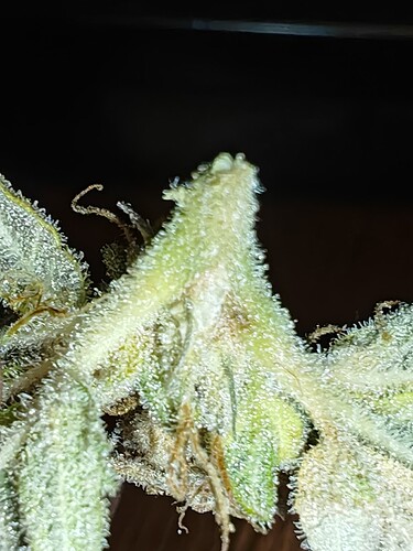 Growreport Bild 35