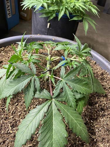 Growreport Bild 7