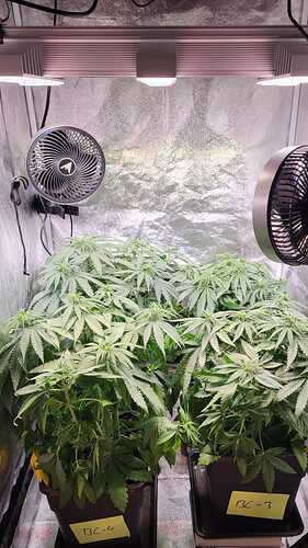 Growreport Bild 3
