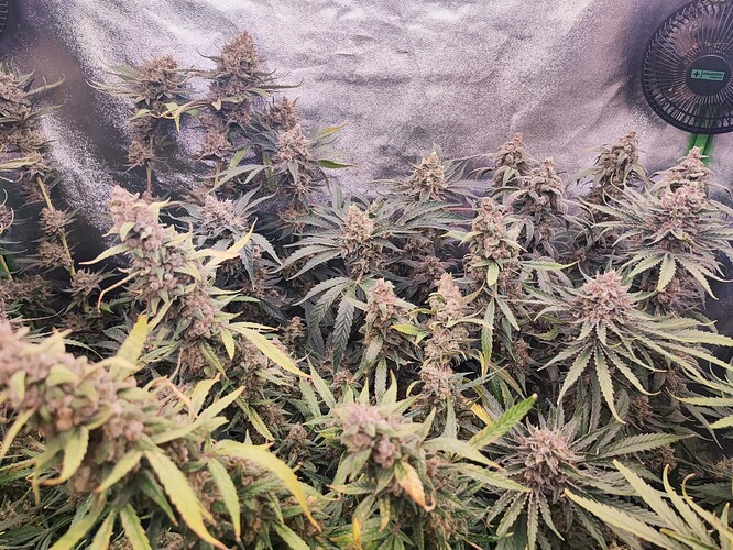 Growreport Bild 11