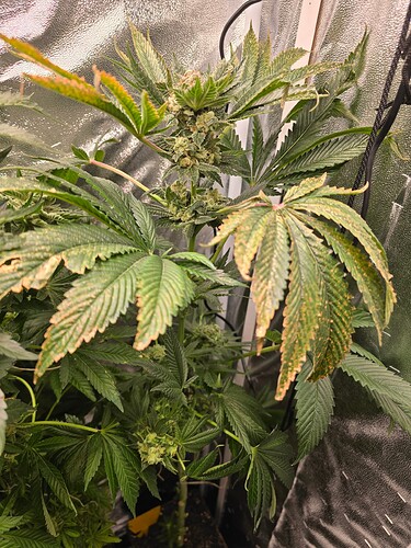 Growreport Bild 3