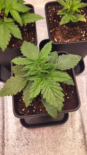 Growreport Bild 38