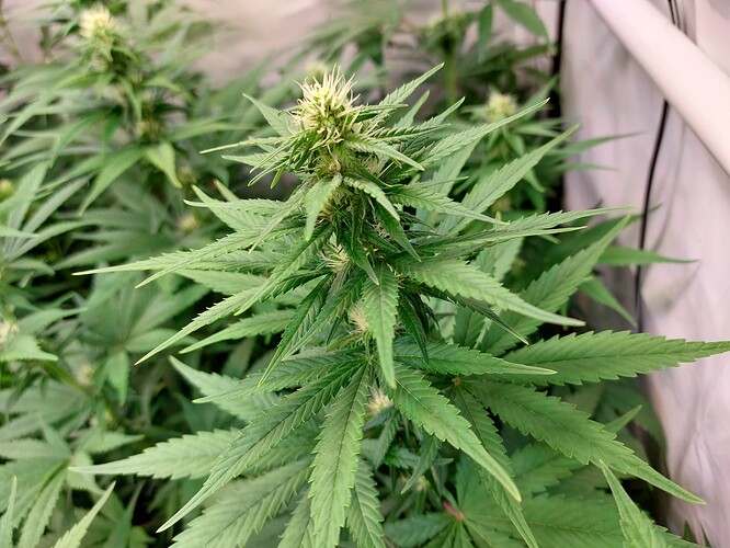 Growreport Bild 3