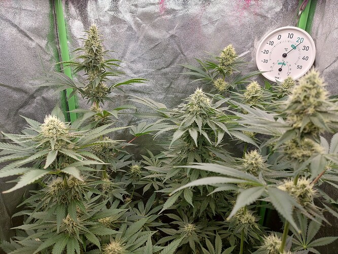 Growreport Bild 6