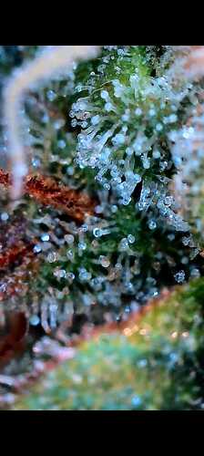 Growreport Bild 20