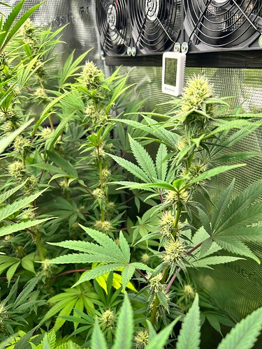 Growreport Bild 8