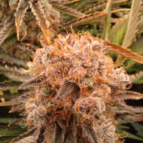 Growreport Bild 2