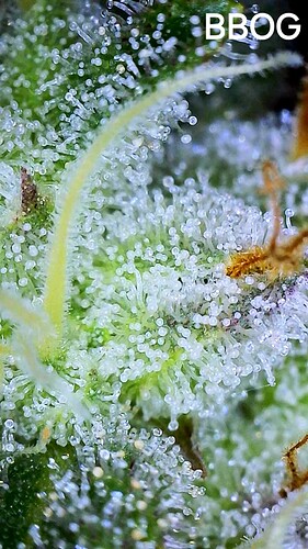 Growreport Bild 7