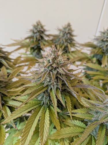 Growreport Bild 3