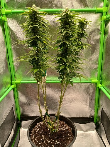 Growreport Bild 21