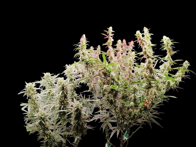 Growreport Bild 1