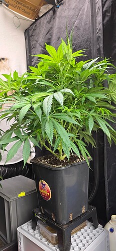 Growreport Bild 35
