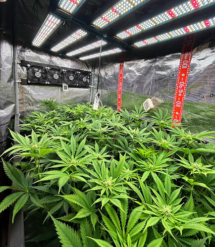 Blick in ein Growzelt mit mehreren Cannabis-Pflanzen in der Blütephase unter LED-Beleuchtung.