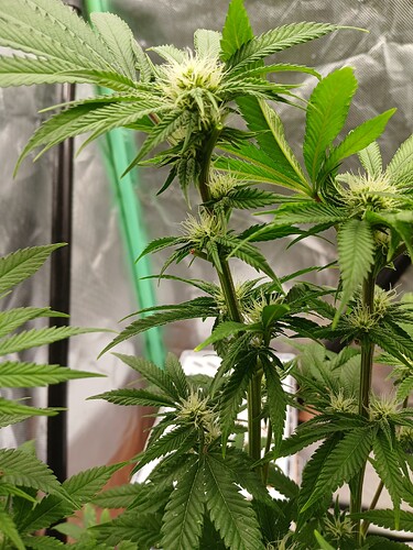 Growreport Bild 3