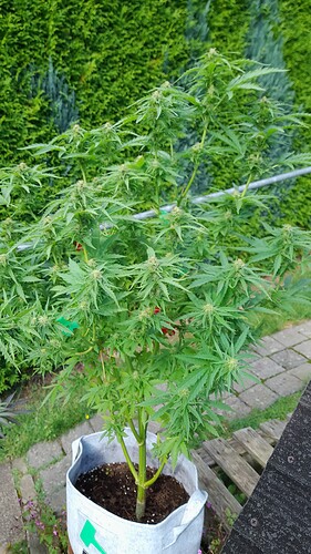 Growreport Bild 1