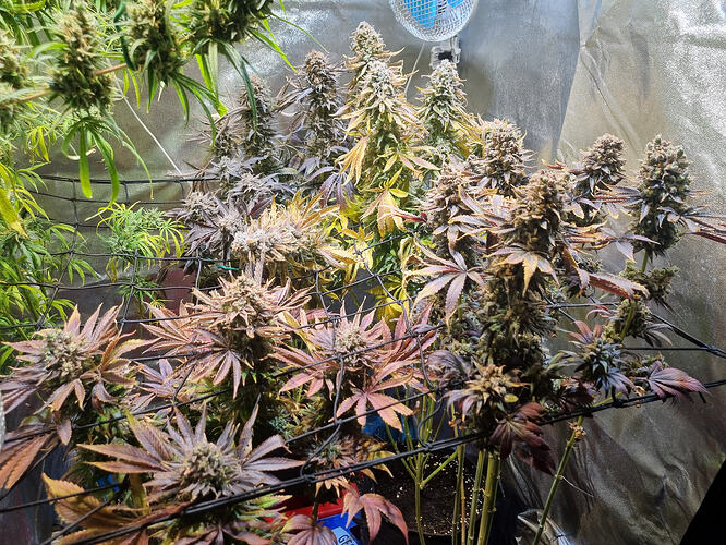 Mehrere reife Cannabispflanzen mit dichten, bunten Blütenständen und sich verfärbenden Blättern, die in einem Zelt unter künstlichem Licht wachsen.