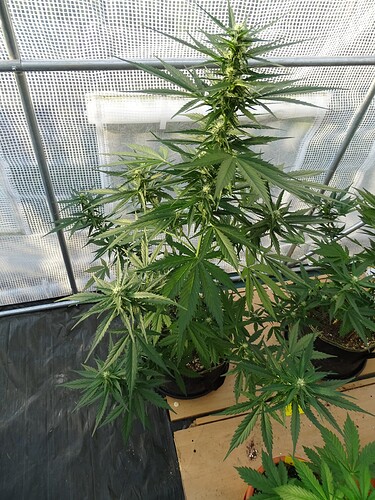 Growreport Bild 3
