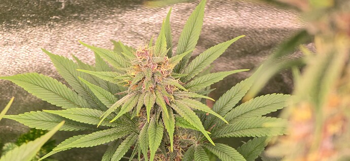 Growreport Bild 6