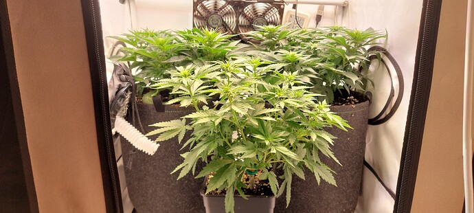 Growreport Bild 2