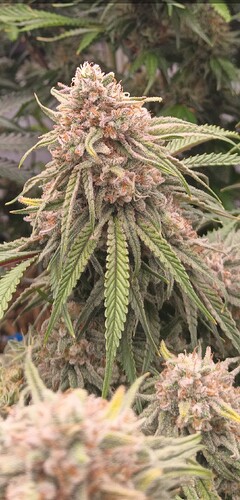 Growreport Bild 12