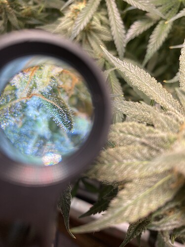 Growreport Bild 8