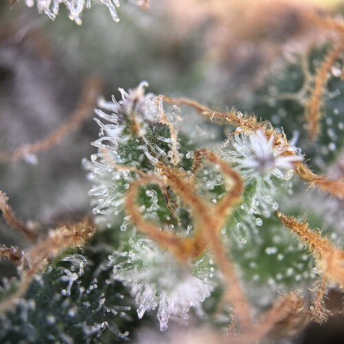 Growreport Bild 9
