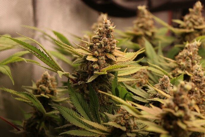 Growreport Bild 31