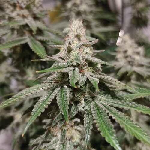 Growreport Bild 7