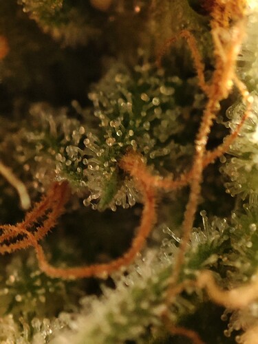Growreport Bild 5