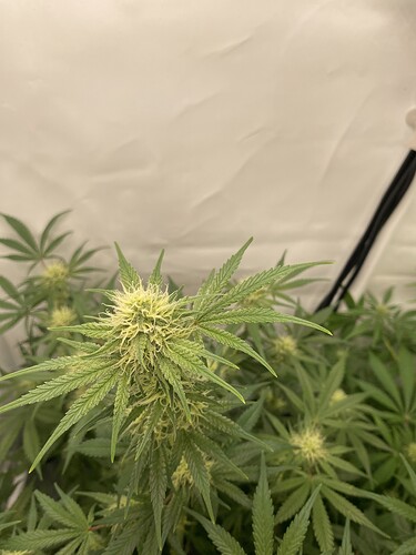 Growreport Bild 2