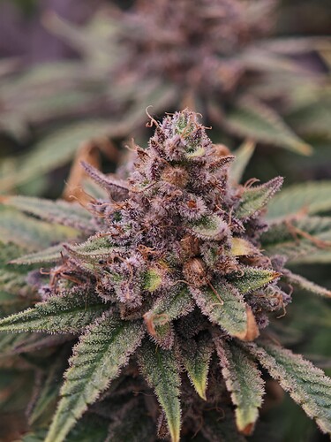 Growreport Bild 13