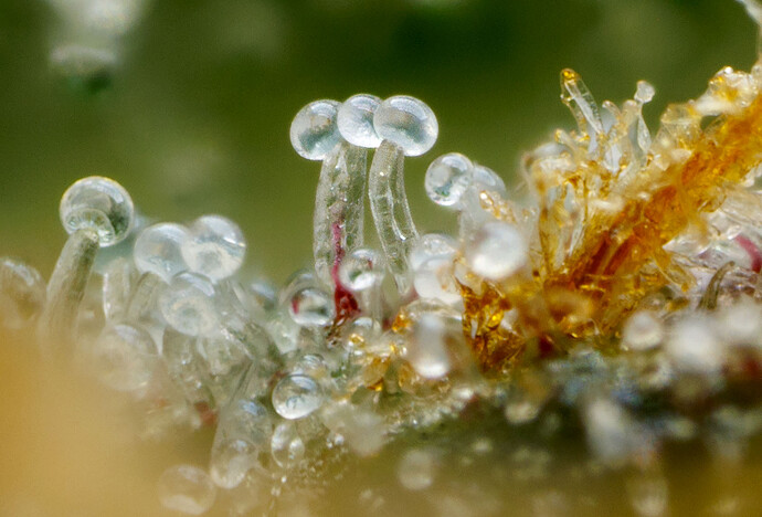 Growreport Bild 4