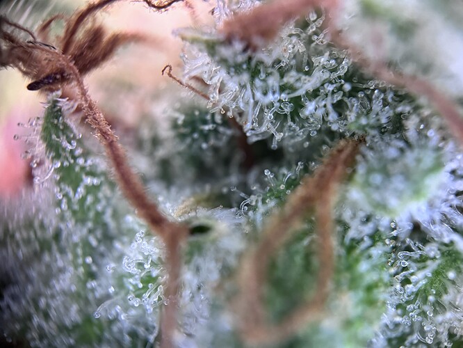 Growreport Bild 27