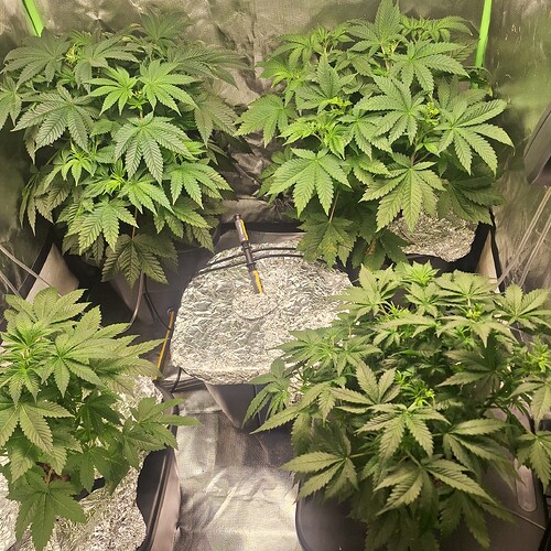 Vier junge Cannabispflanzen in einem Zelt, die sich in der Wachstumsphase befinden. Die Pflanzen sind grün und buschig, mit vielen Blättern.