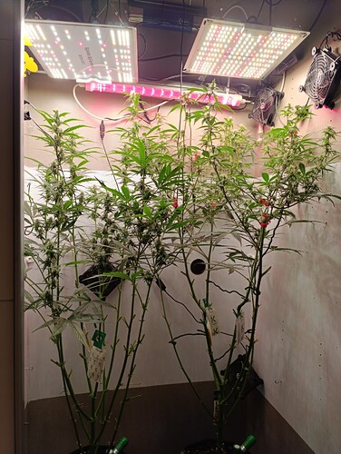 Growreport Bild 6