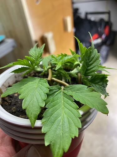 Growreport Bild 42