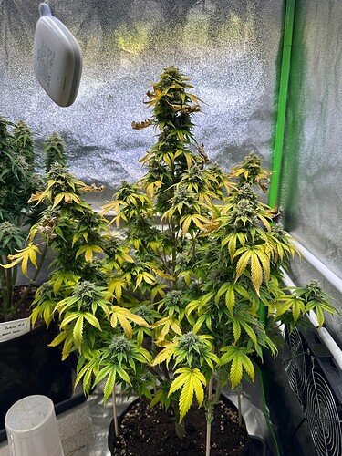 Growreport Bild 8